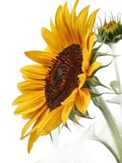 Imagen PNG para descargar